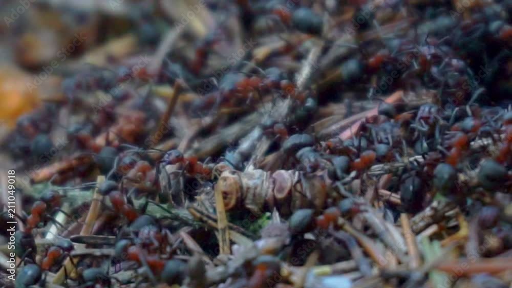 red ants in their colony close-up. red ants in their colony close-up.