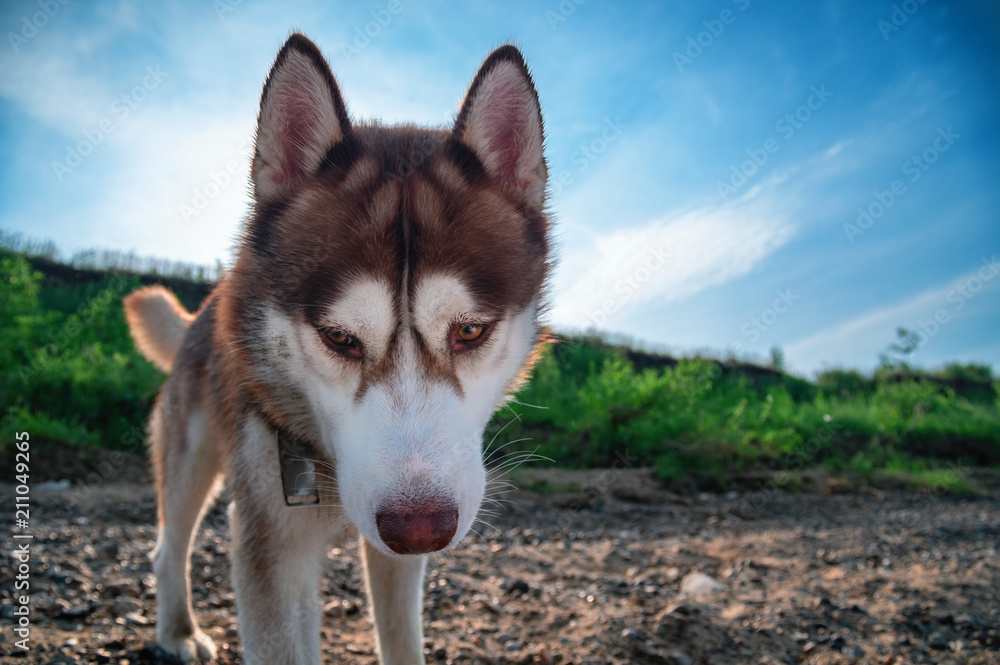 Siberian husky dog looks down into the camera against a blue sky with clouds.