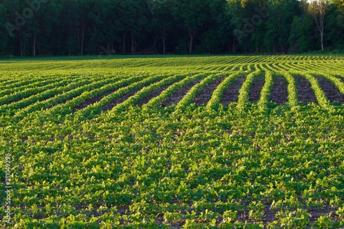 Young Soybeans
