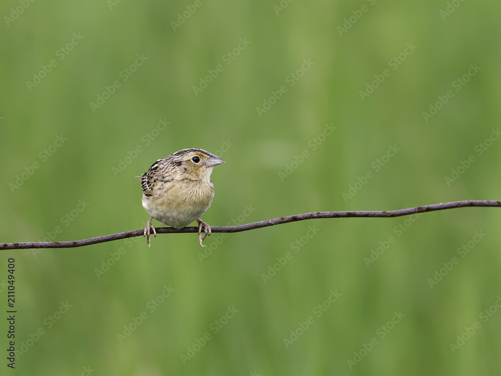 Fototapeta premium Grasshopper Sparrow Perched on Wire
