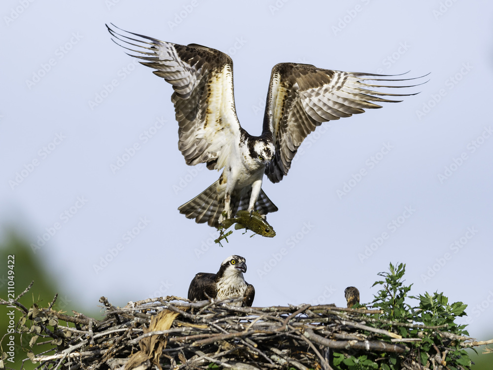 Osprey Delivers a Fish to the Nest Osprey Delivers a Fish to the Nest