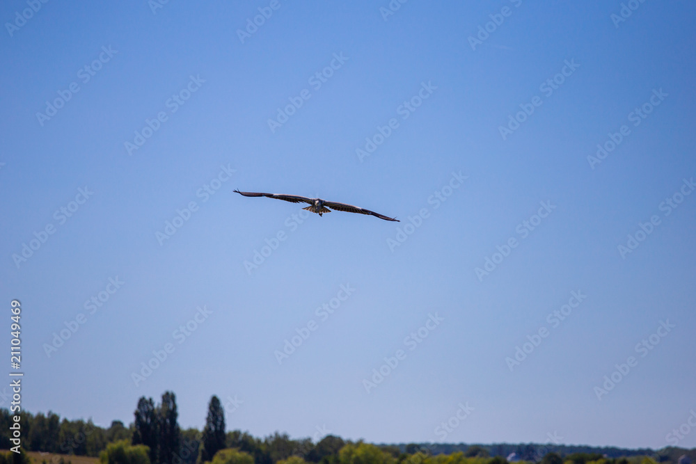 Grey Heron Ardea cinerea in flight, Vinnitsa region, Ukraine.