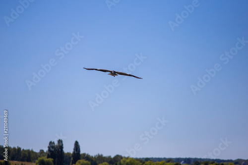 Grey Heron Ardea cinerea in flight, Vinnitsa region, Ukraine. photo
