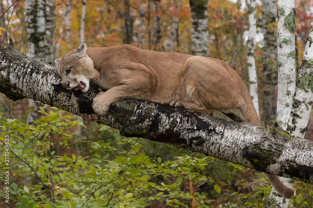Obraz premium Adult Male Cougar (Puma concolor) on Birch Branch Snarls Down
