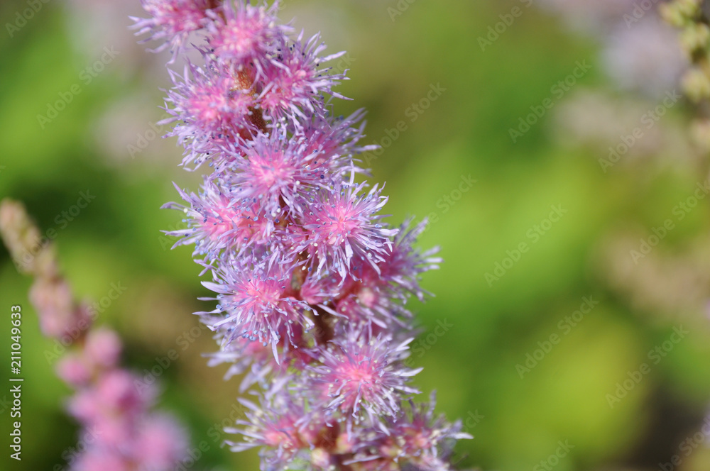 close-up of pink flowers of a false goat´s beard close-up of pink flowers of a false goat´s beard