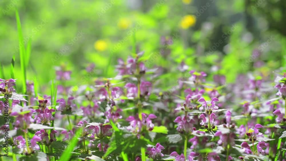 Field of spring violet flowers Purpurrote Taubnessel, Purpur-Taubnessel, red dead-nettle, purple deadnettle Field of spring violet flowers Purpurrote Taubnessel, Purpur-Taubnessel, red dead-nettle, purple deadnettle