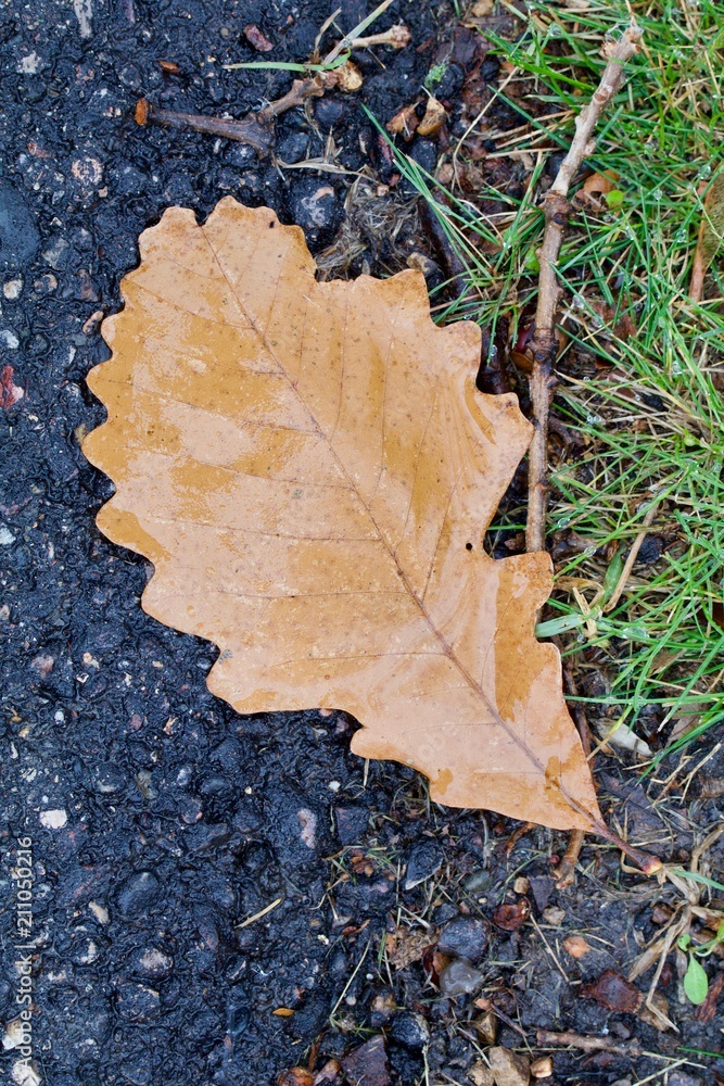 Wet Autumn Oak Leaf