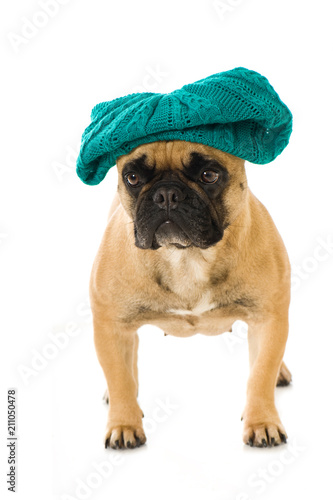 Französische Bulldogge mit Mütze isoliert auf weißem Grund © DoraZett