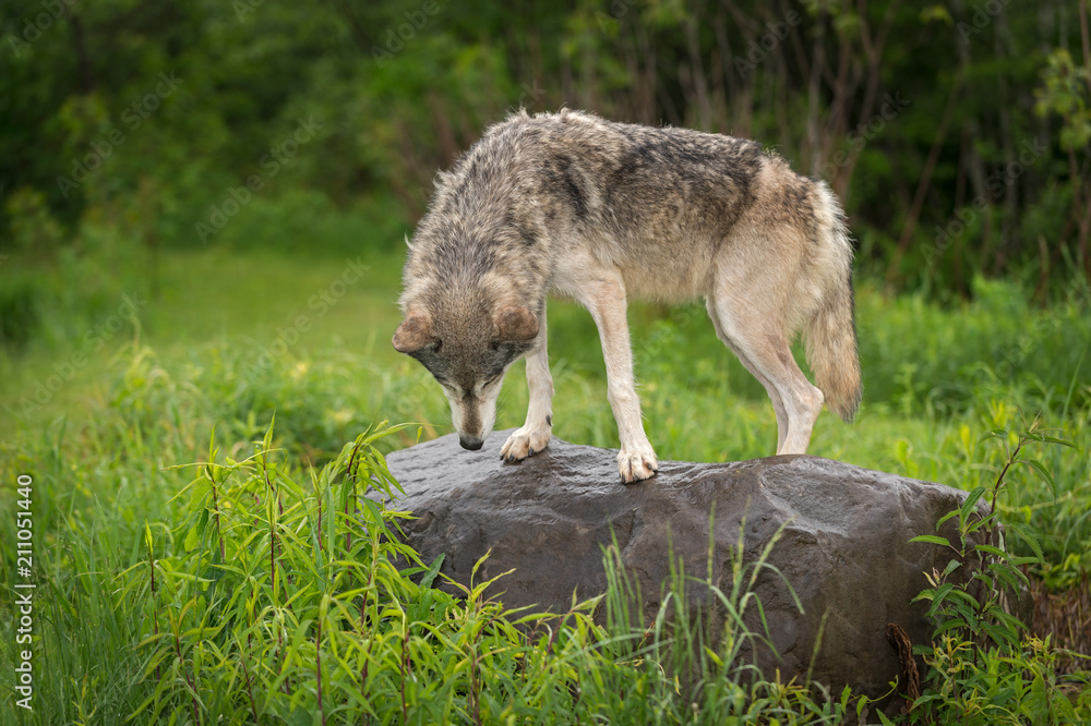 Fototapeta premium Grey Wolf (Canis lupus) Looks Down at Rock
