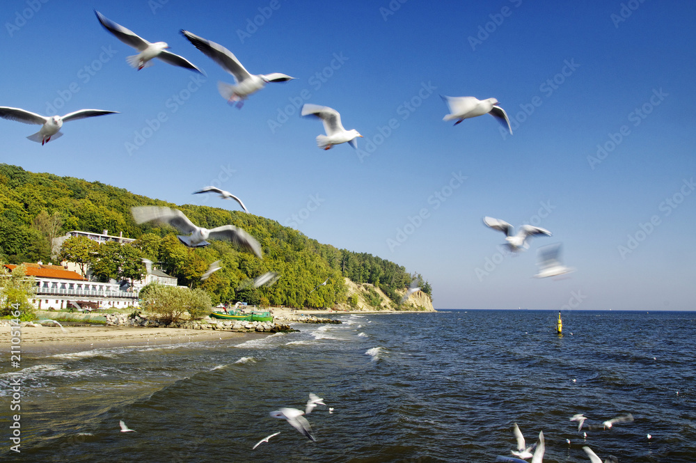 Naklejka premium The seagulls fly over pier in Gdynia Orlowo, Poland