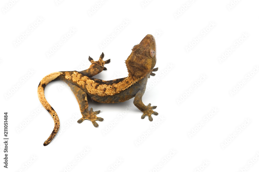Fototapeta premium lizard gecko isolated on white background