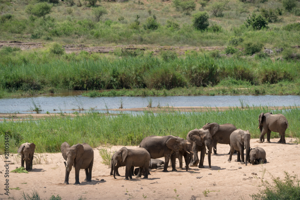 Fototapeta premium Elefanten Herde an einem Fluss in Afrika beim Sandbad