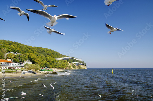 The seagulls fly over pier in Gdynia Orlowo  Poland