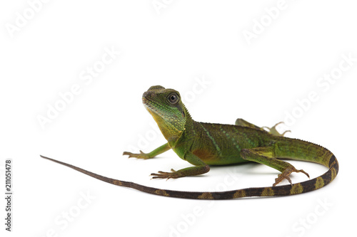 Chinese Water Dragon isolated on white background
