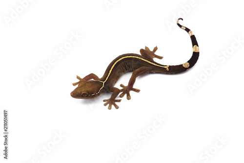 Lined gecko isolated on white background