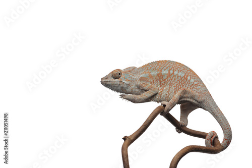Panther chameleon isolated on white background