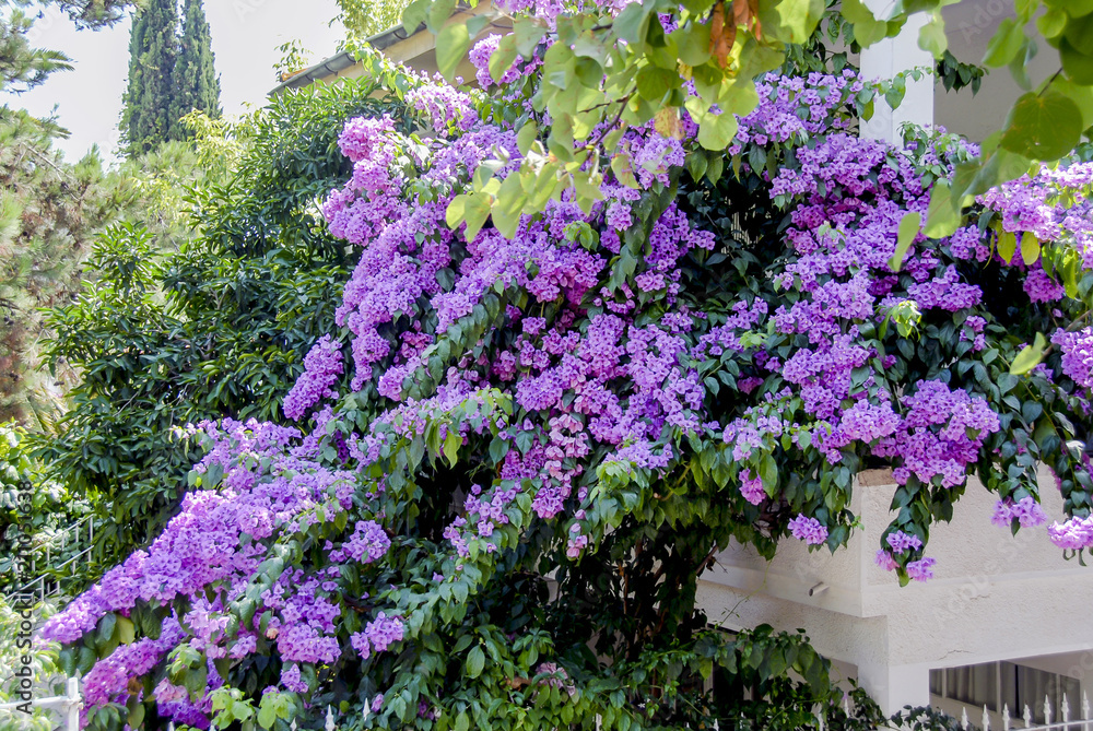 Istanbul, Turkey, 3 August 2012: Flowers at Buyukada, Princes Islands district of Istanbul Istanbul, Turkey, 3 August 2012: Flowers at Buyukada, Princes Islands district of Istanbul