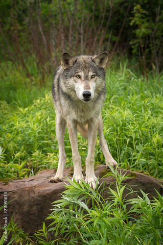 Grey Wolf  Canis lupus  About to Jump Off Rock