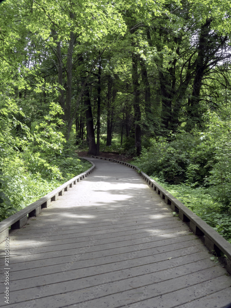 Fototapeta premium Nature Path