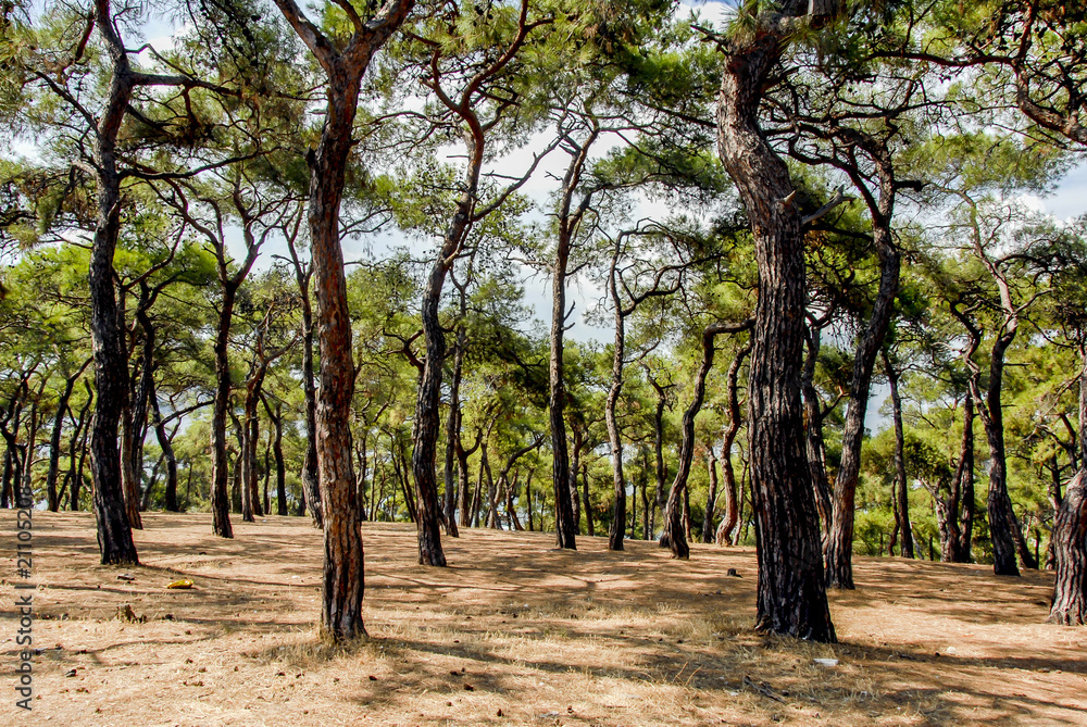Istanbul, Turkey, 3 August 2012: Forest of Buyukada, Princes Islands district of Istanbul Istanbul, Turkey, 3 August 2012: Forest of Buyukada, Princes Islands district of Istanbul