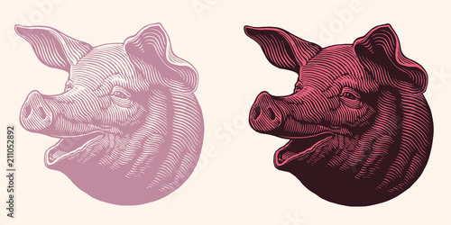 The head of a pig. Design set. Hand drawn engraving. Editable vector vintage illustration. Isolated on white and dark background. 8 EPS photo