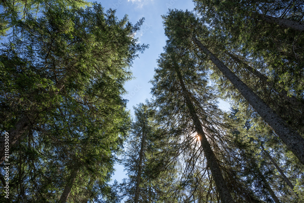 Fototapeta premium bosco visto dal basso