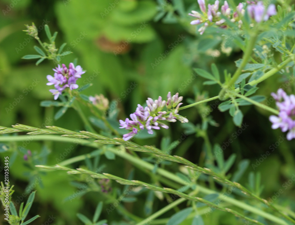 Alfalfa or lucerne flower (Medicago sativa) blooming in the summer season
