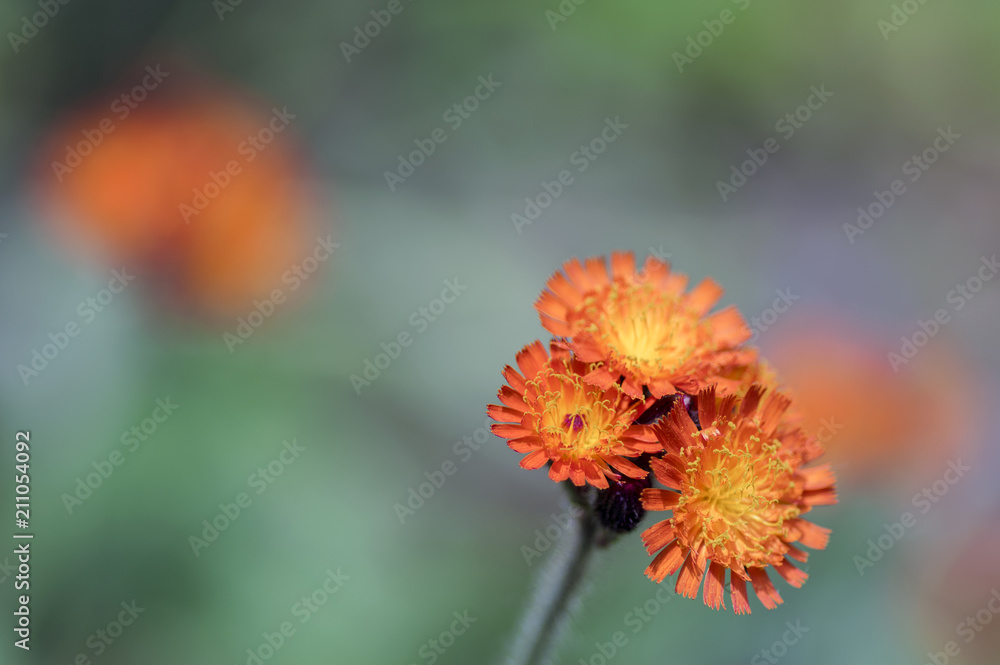 Orange Hawkweed flowers in bloom, wild ornamental flowering plants Orange Hawkweed flowers in bloom, wild ornamental flowering plants
