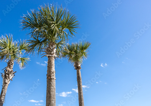 Three Palm Trees in a Blue Sky