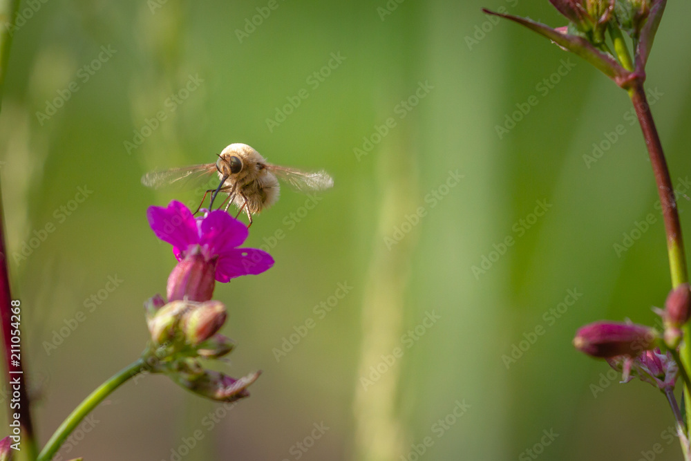 Bee - bombylius major on green background. Pollinate flower. Bee with long proboscis flies on a flower