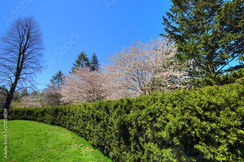Photography Toronto, famous Sakura (cherry) blossom in High Park