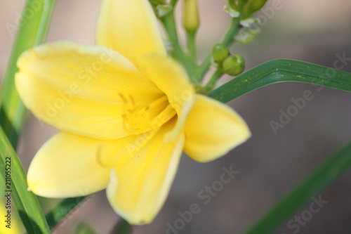 Fototapeta Naklejka Na Ścianę i Meble -  yellow flower