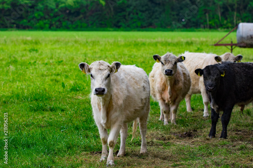 A herd of cows on a green field
