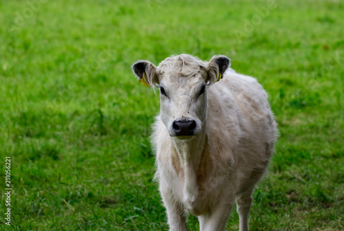 white cow standing in a field and looks into the camera photo