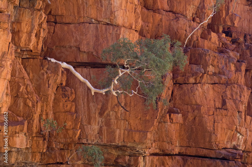 White-barked gum tree (eucalyptus) growing out of the red sandstone cliff-edge of Ormiston Gorge in the Northern Territory of Australia. photo