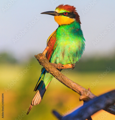 exotic colored bird is warm in the rays of the summer sun photo