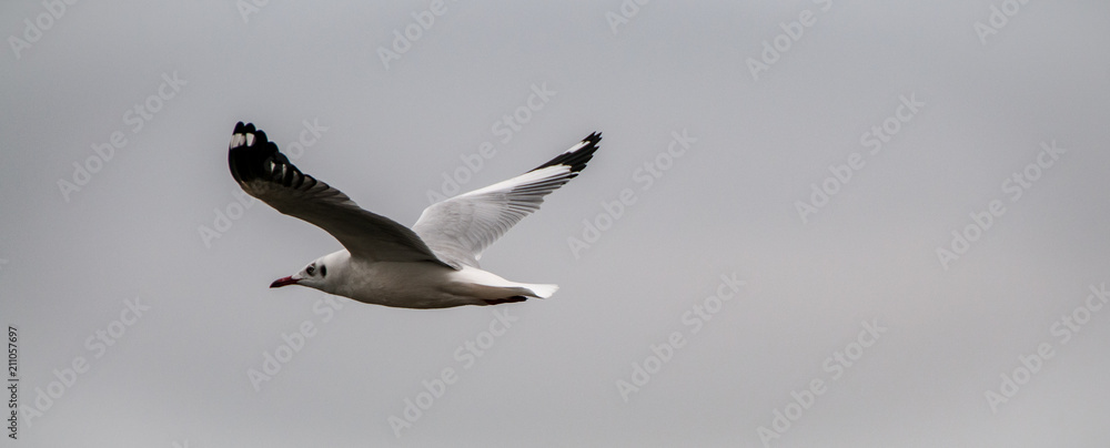 Obraz premium Seagull in flight on Inle Lake