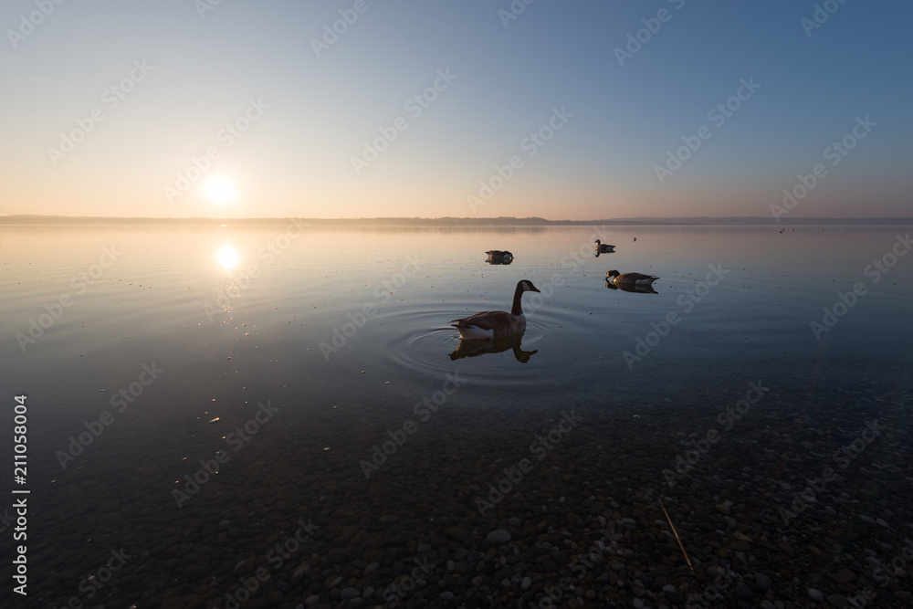 Canada goose on Starnberger Lake at sunset