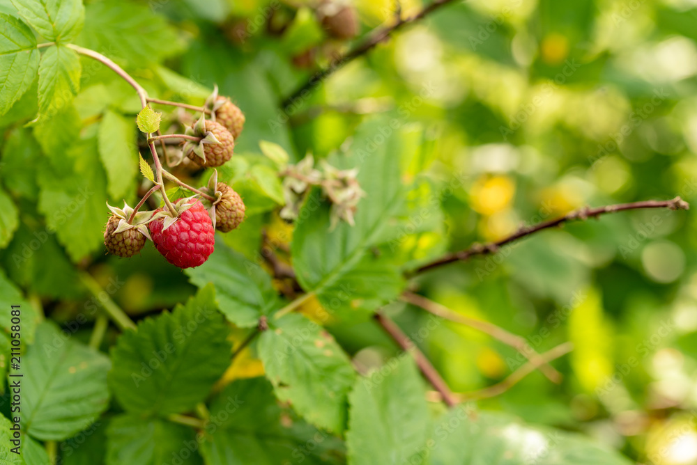 A raspberry surrounded from some unseasoned ones A raspberry surrounded from some unseasoned ones