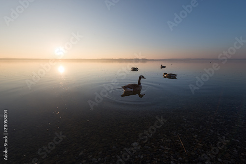 Canada goose on Starnberger Lake at sunset