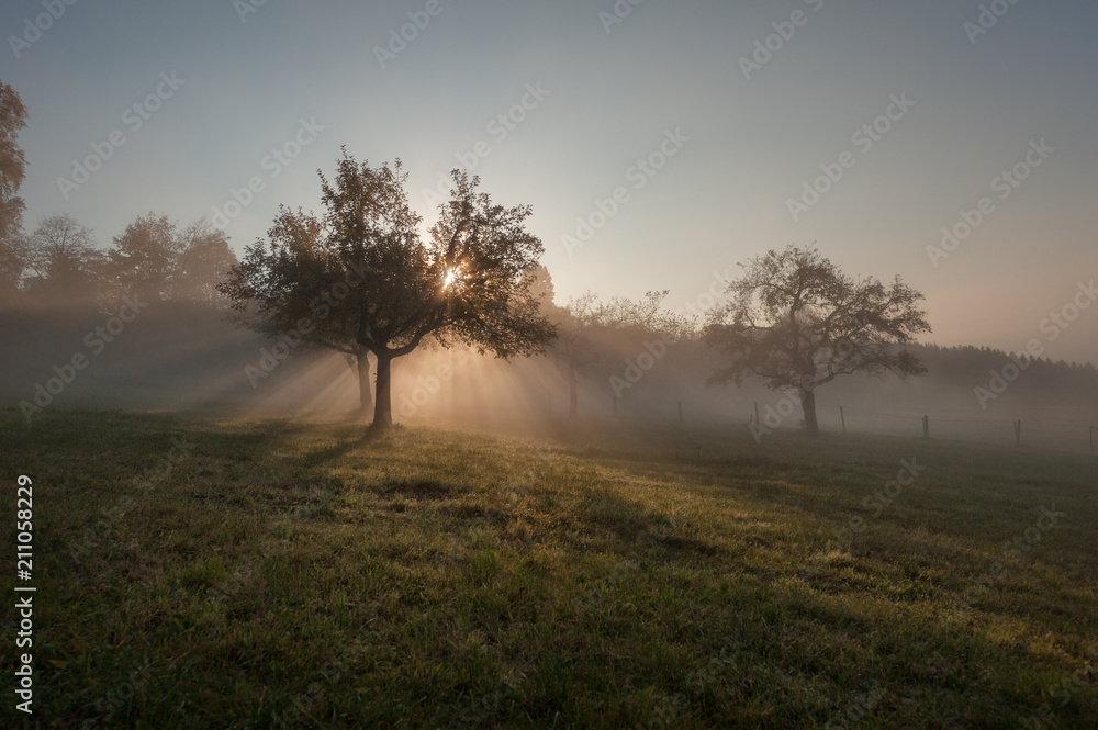 Apple tree in morning mist