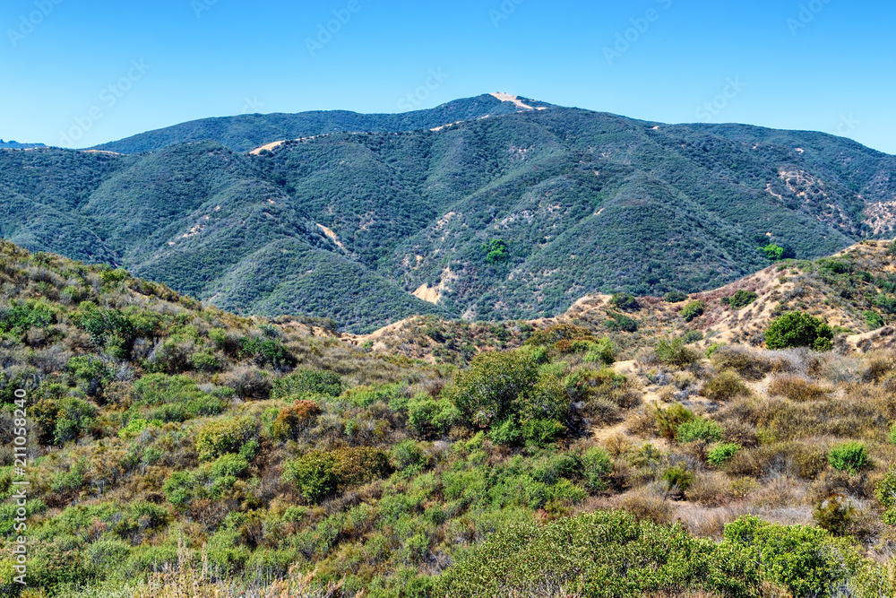 Naklejka premium Hiking into tall brush in Southern California mountains on hot summer morning with bright sun