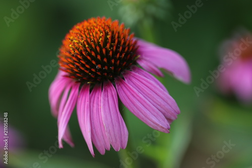 Coneflower up close