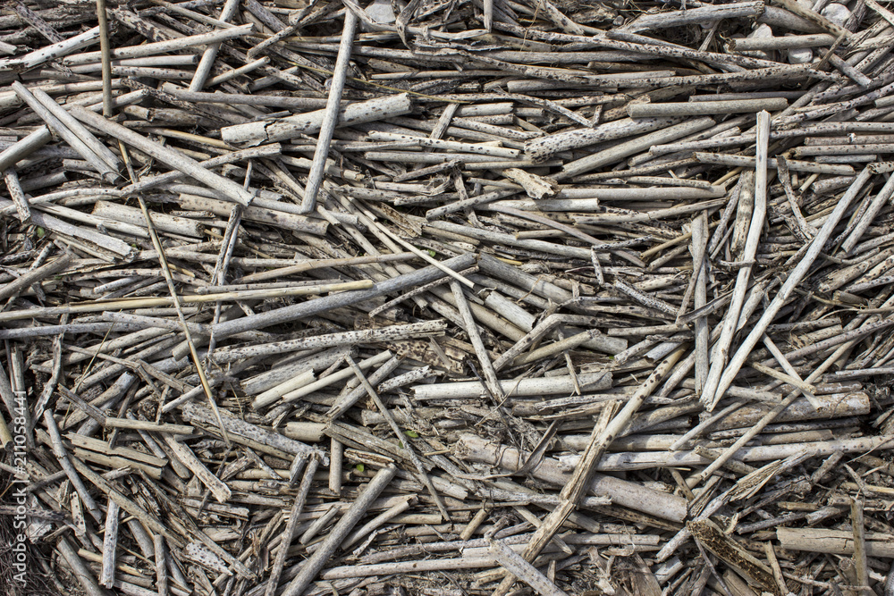Many gray and mottled dry cane stalks Many gray and mottled dry cane stalks