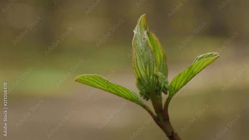 Closeup view of beautiful bright young green leaves. Spring sunny nature background. Closeup view of beautiful bright young green leaves. Spring sunny nature background.