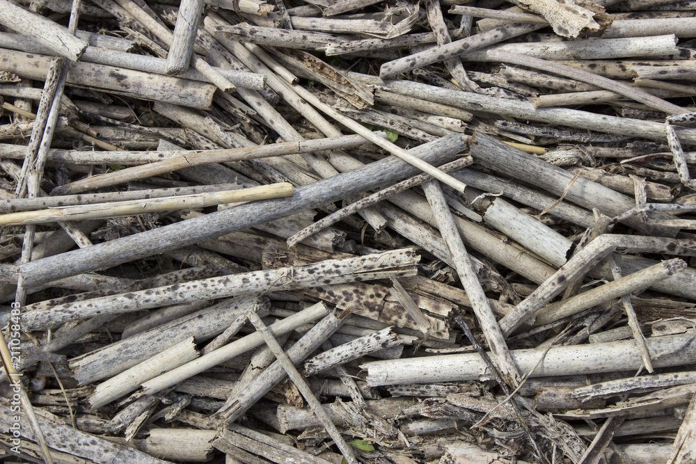 Many gray and mottled dry cane stalks Many gray and mottled dry cane stalks