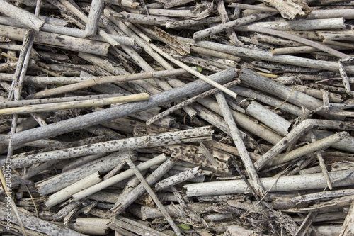 Many gray and mottled dry cane stalks © olga_kruglova