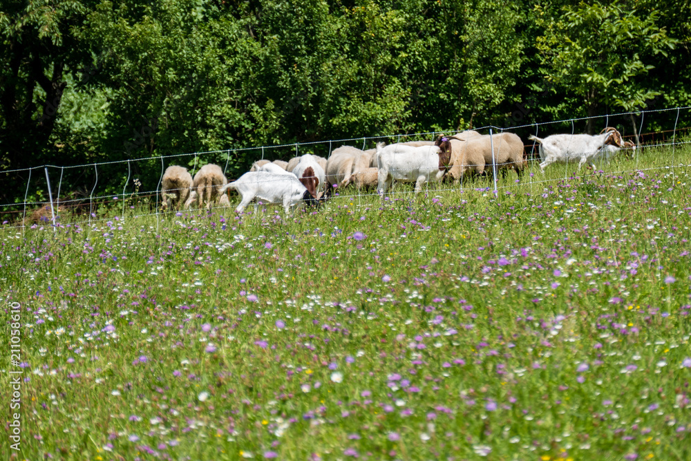 Fototapeta premium Schafherde beim weiden
