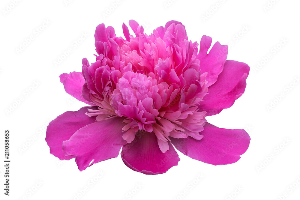Flower of a pink peony during active blossoming on a white background. Flower of a pink peony during active blossoming on a white background.