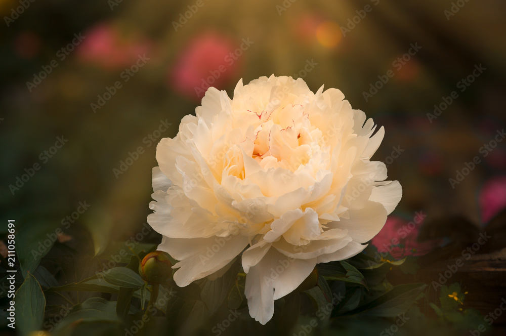 Flower of a peony of white color in a garden with an indistinct background and toning. Flower of a peony of white color in a garden with an indistinct background and toning.